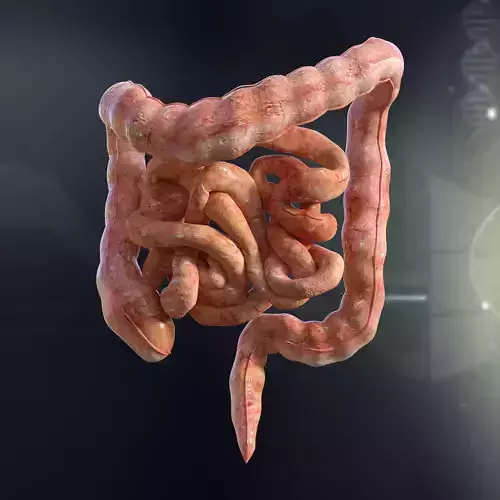 Human Small and Large Intestines Anatomy 3D model