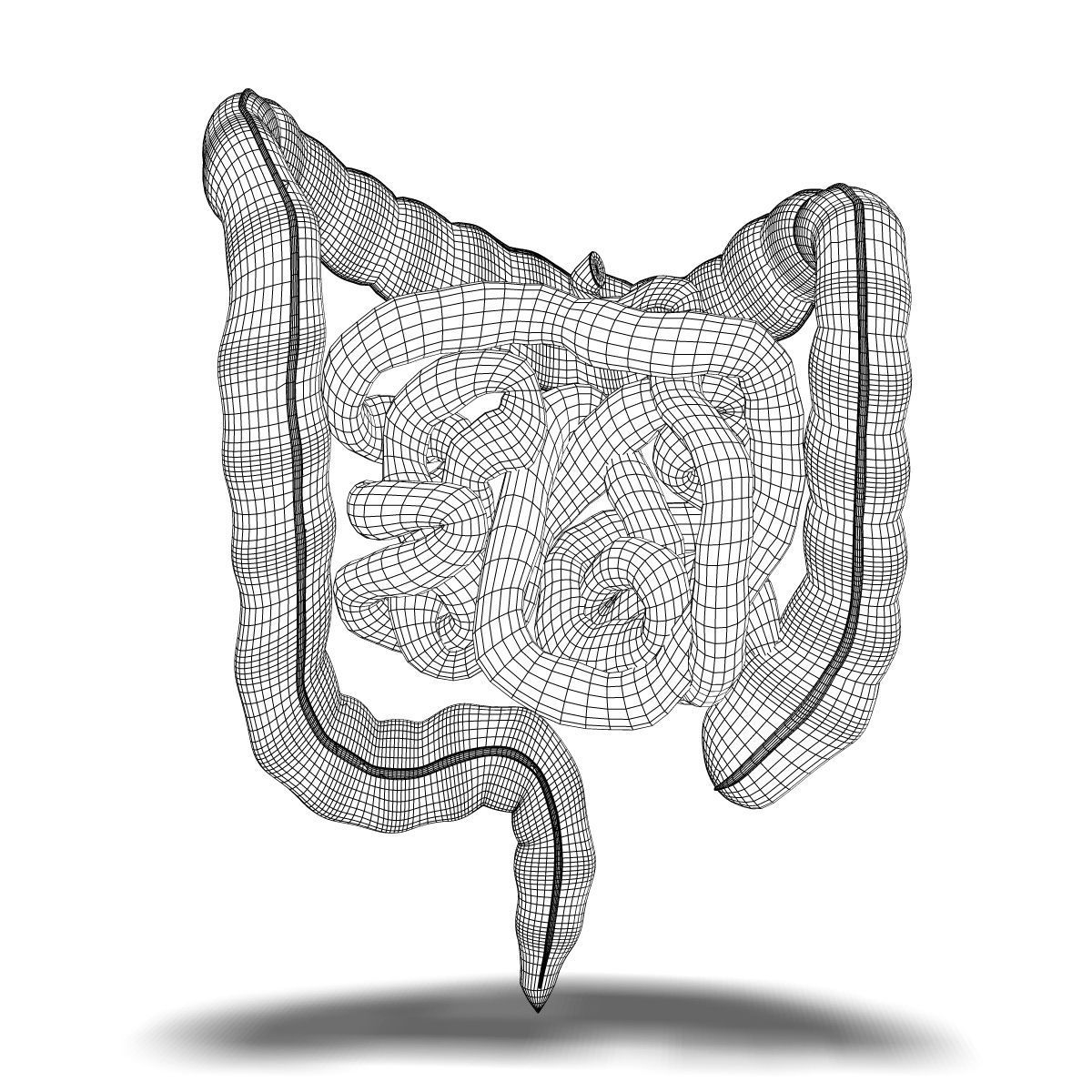 Human Small and Large Intestines Anatomy 3D model_4