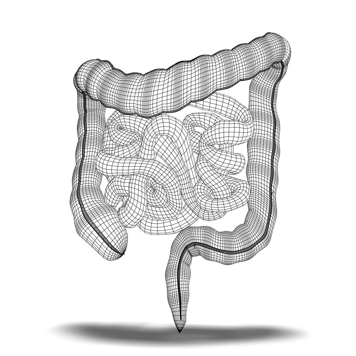 Human Small and Large Intestines Anatomy 3D model_5
