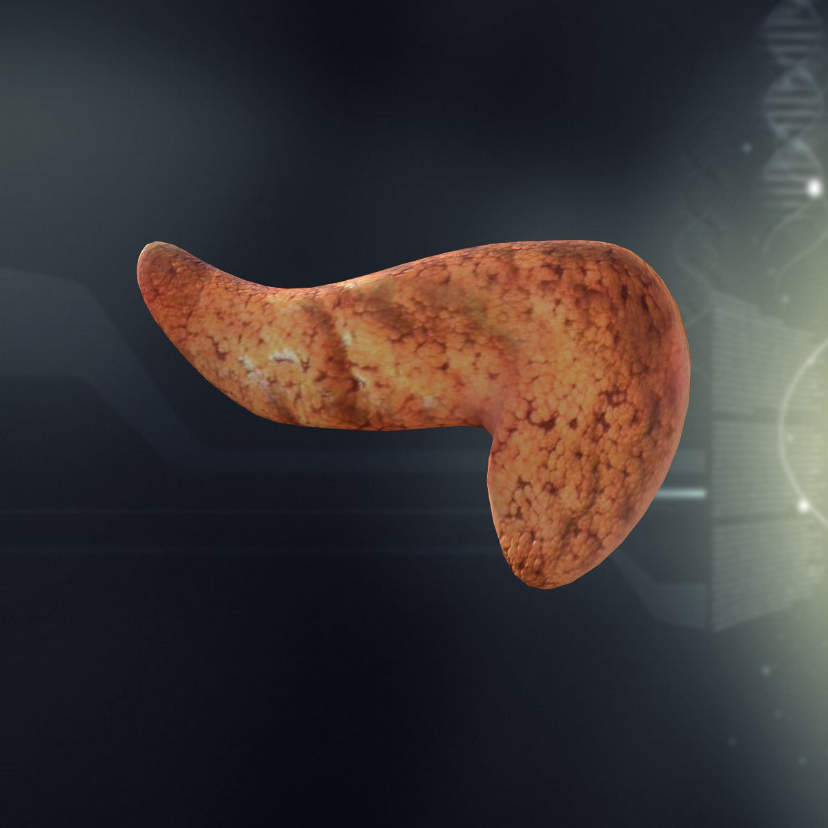 Human Pancreas Anatomy 3D model_2