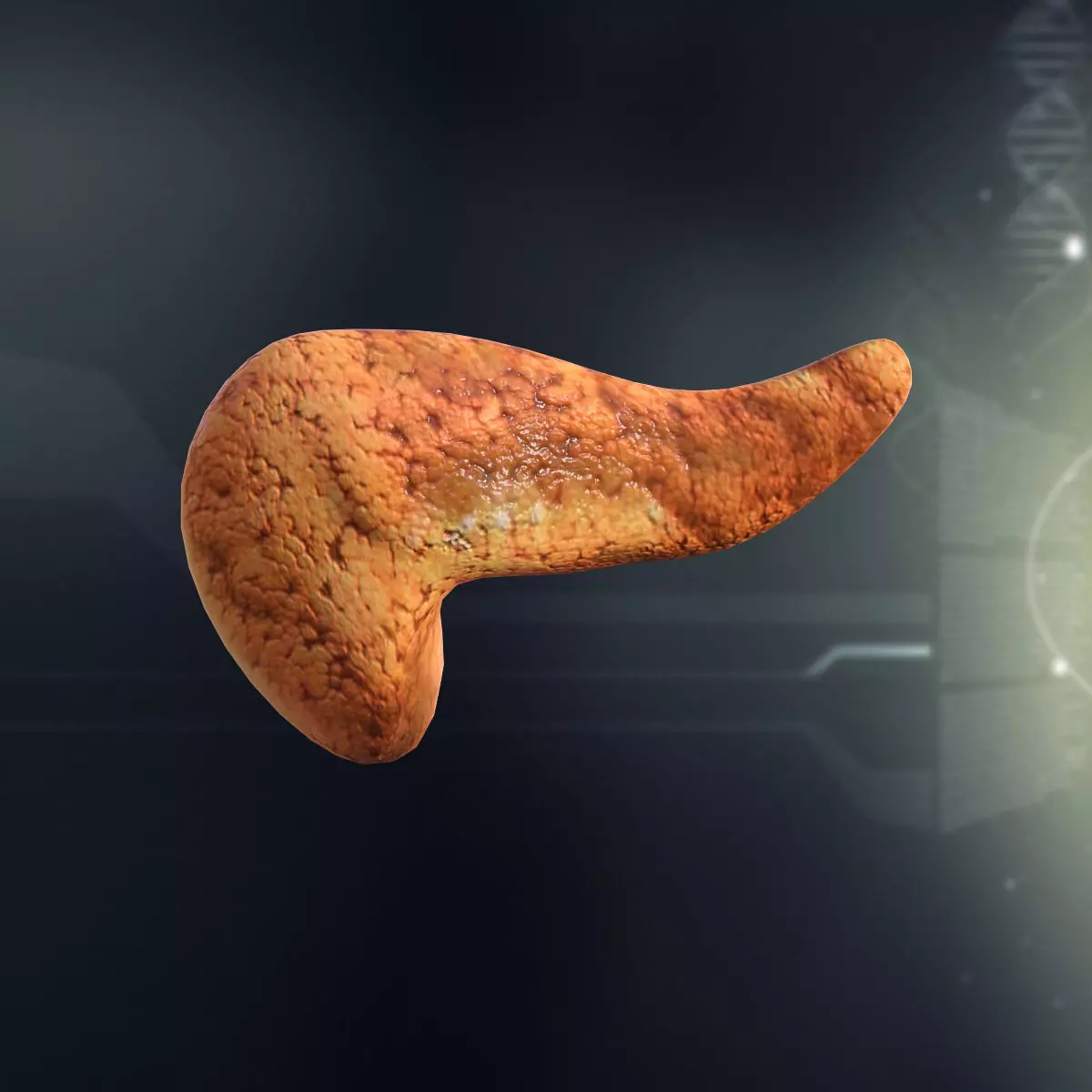 Human Pancreas Anatomy 3D model_0