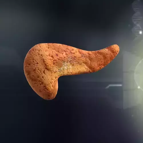 Human Pancreas Anatomy 3D model