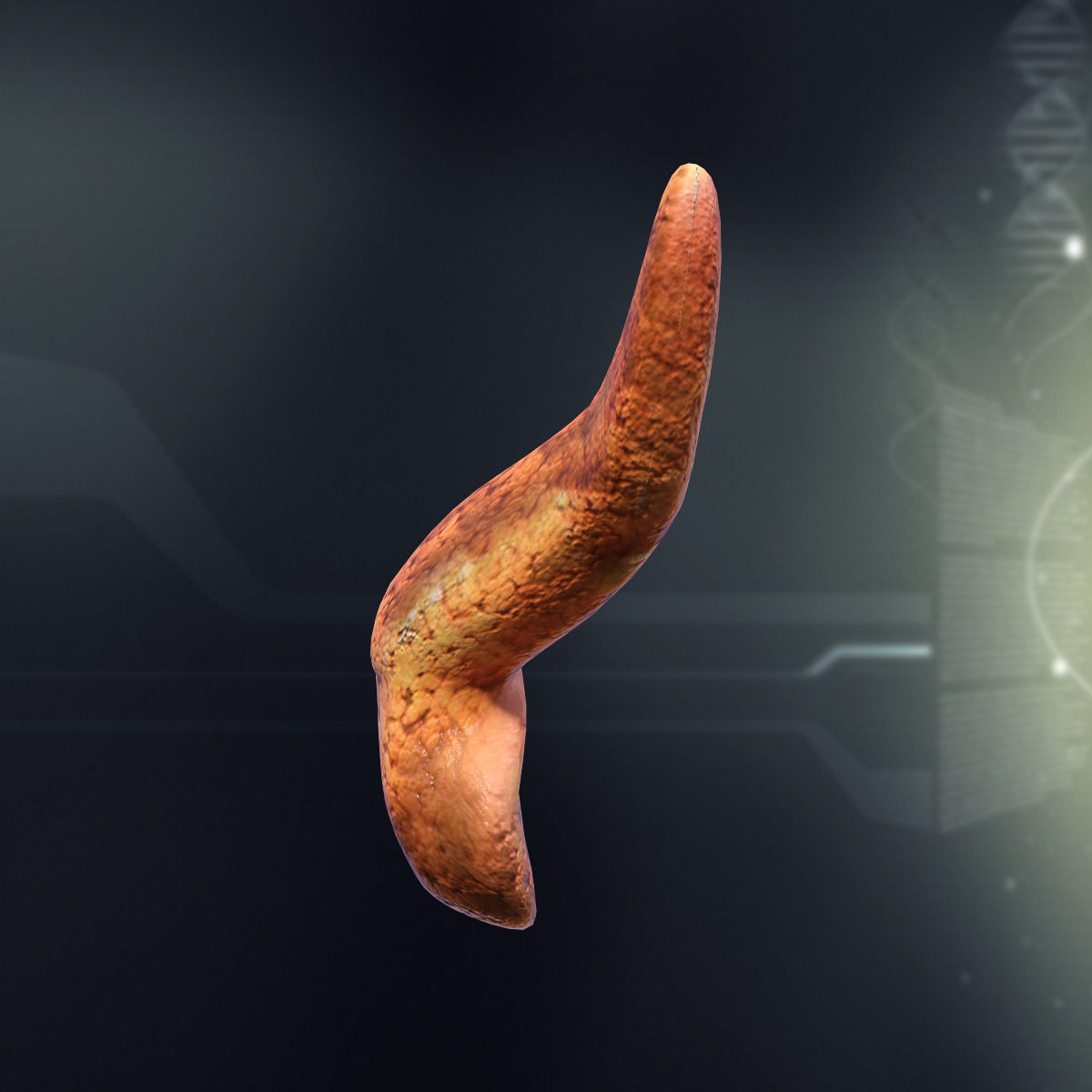 Human Pancreas Anatomy 3D model_3
