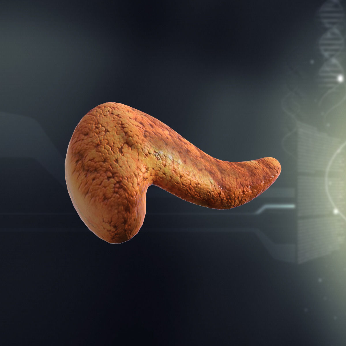 Human Pancreas Anatomy 3D Model MAX OBJ 3DS FBX C4D MA MB Biology Diagrams