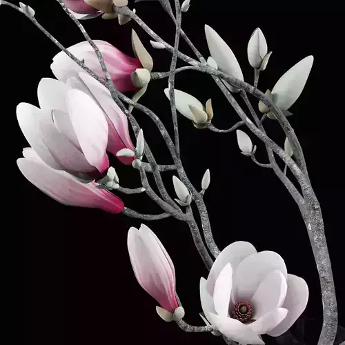 Magnolia flowers in vase 3D model