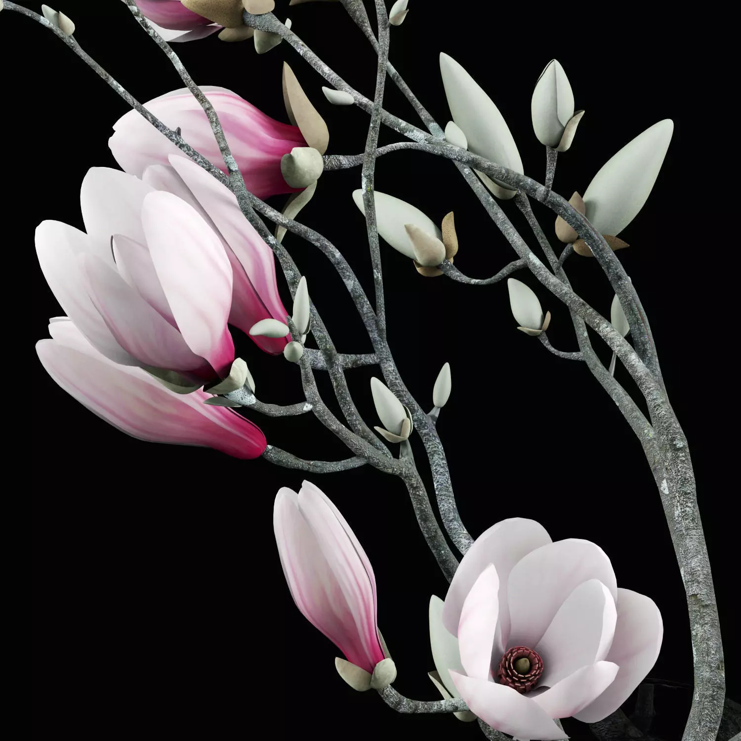 Magnolia flowers in vase 3D model_0