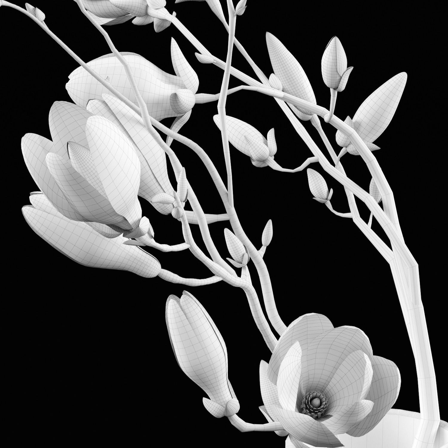 Magnolia flowers in vase 3D model_1