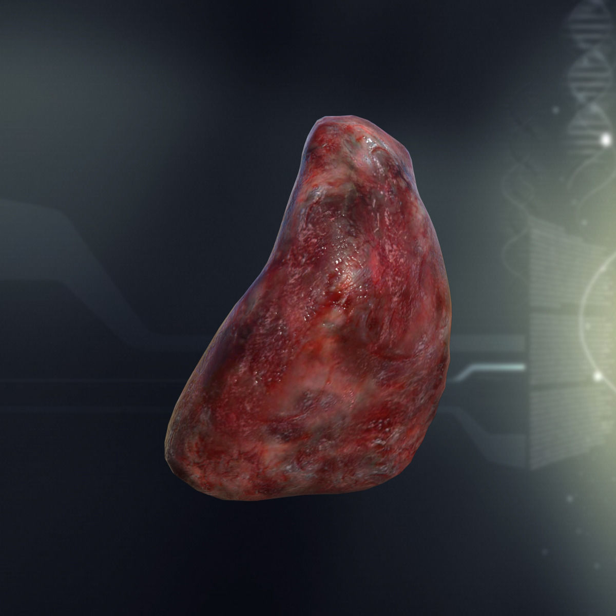 Human Spleen Anatomy Low-poly 3D model_1