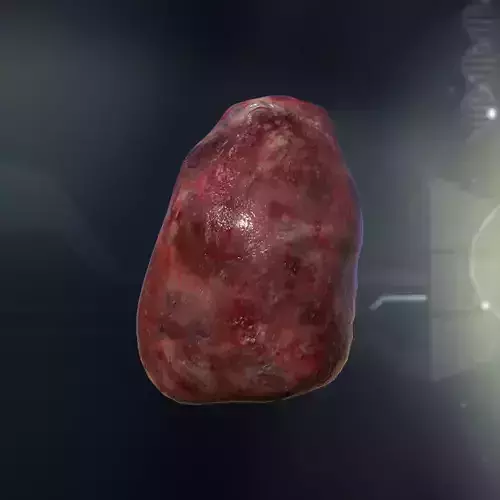 Human Spleen Anatomy Low-poly 3D model