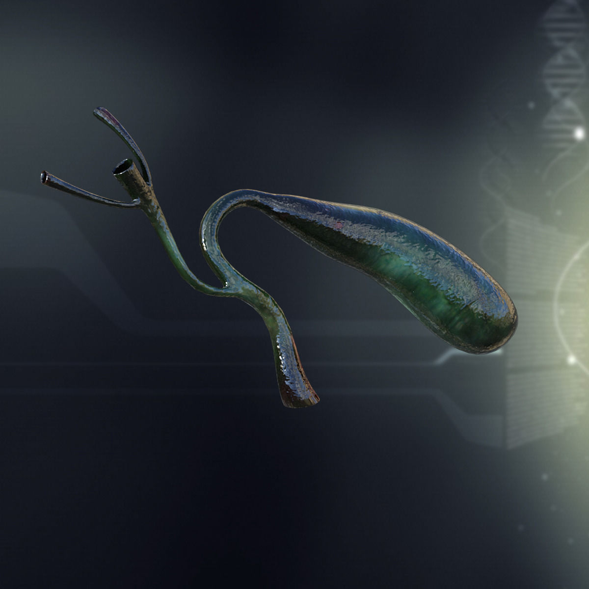 Human Gall Bladder Anatomy 3D model_2