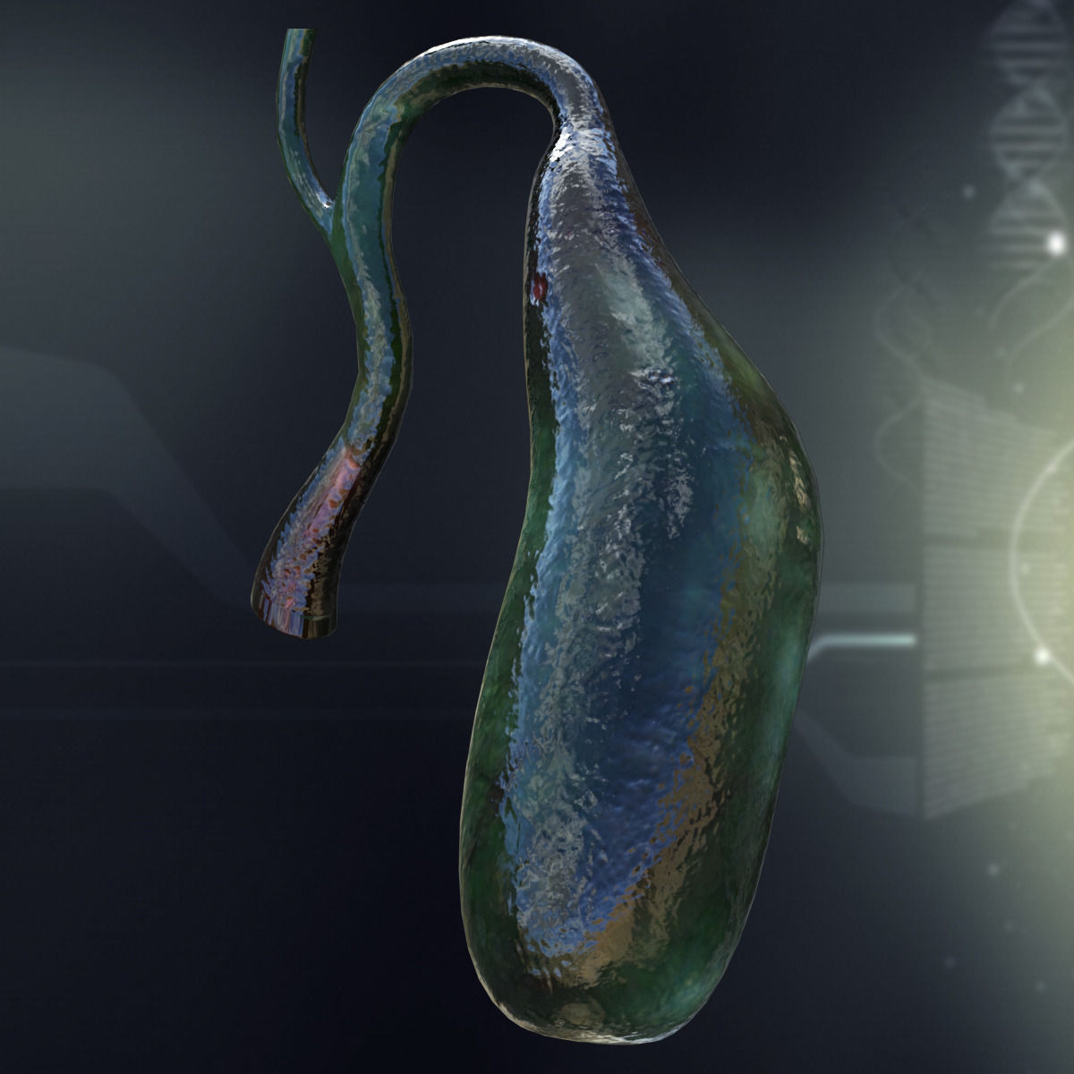 Human Gall Bladder Anatomy 3D model_3