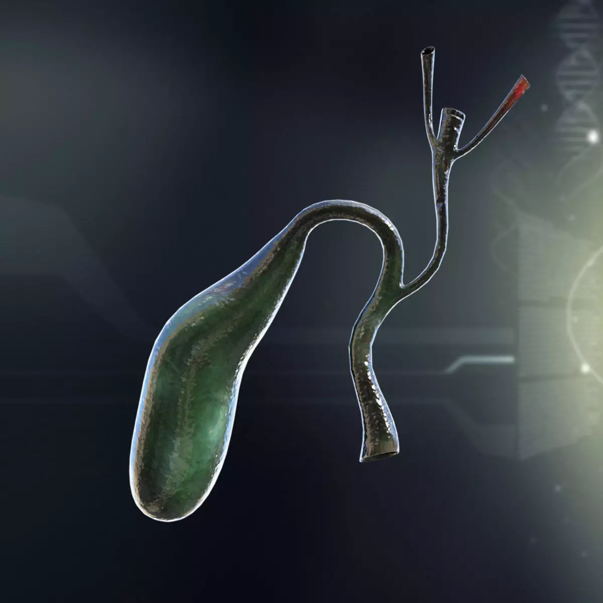 Human Gall Bladder Anatomy 3D model_0