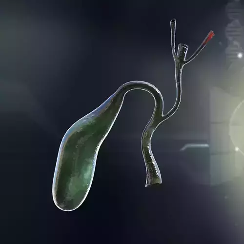 Human Gall Bladder Anatomy 3D model