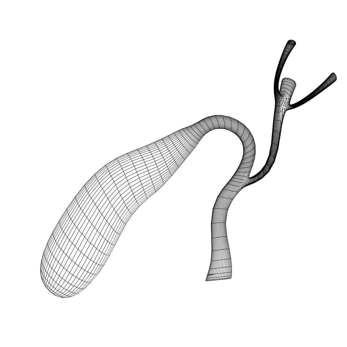 Human Gall Bladder Anatomy 3D model_4
