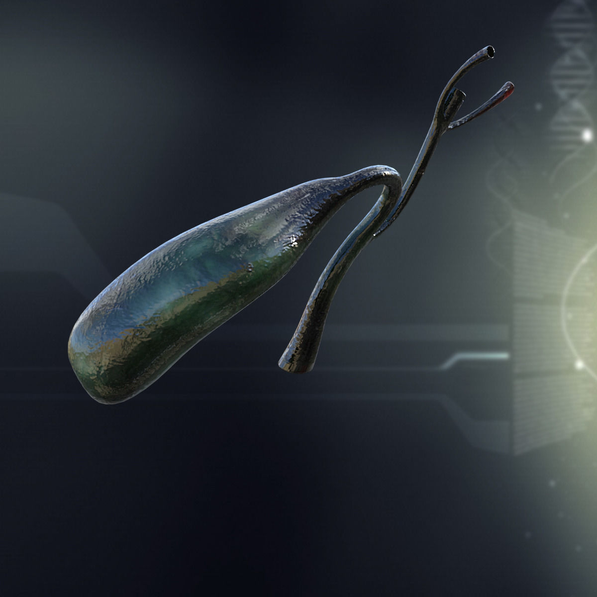 Human Gall Bladder Anatomy 3D model_1