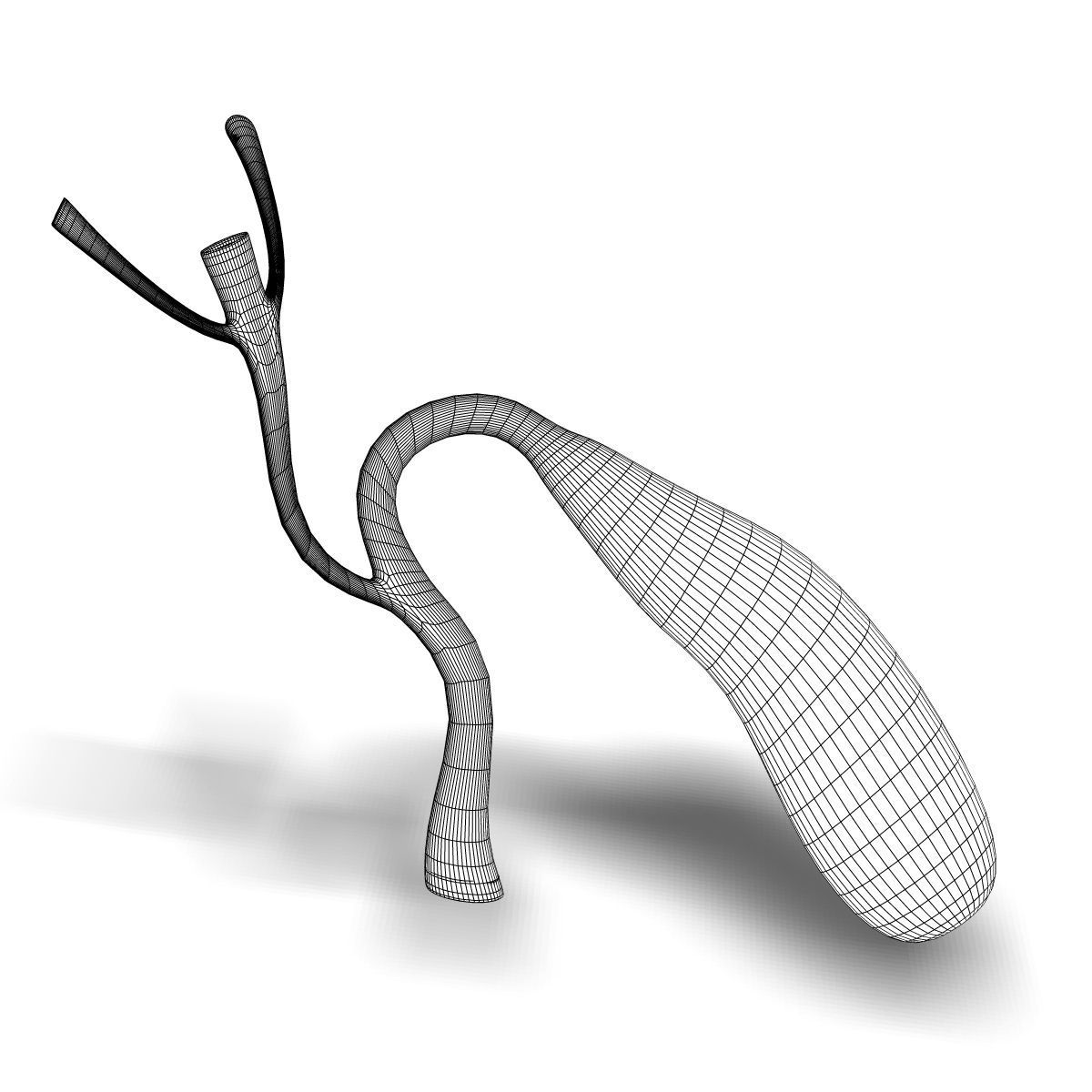 Human Gall Bladder Anatomy 3D model_5