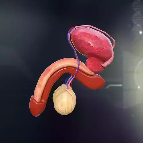 Human Male Organ Anatomy