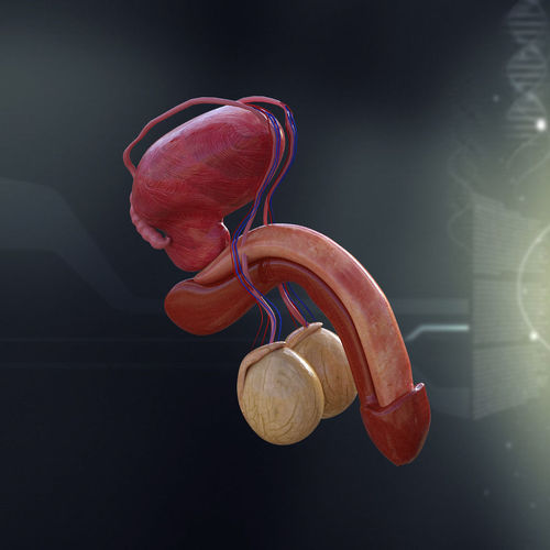 Human Male Organ Anatomy 3D Model .max .obj .3ds .fbx .c4d .lwo .lw .lws - CGTrader.com