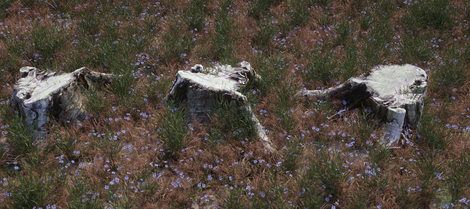 Five scanned old tree stump 3D models - Collection for CG  3D model_13