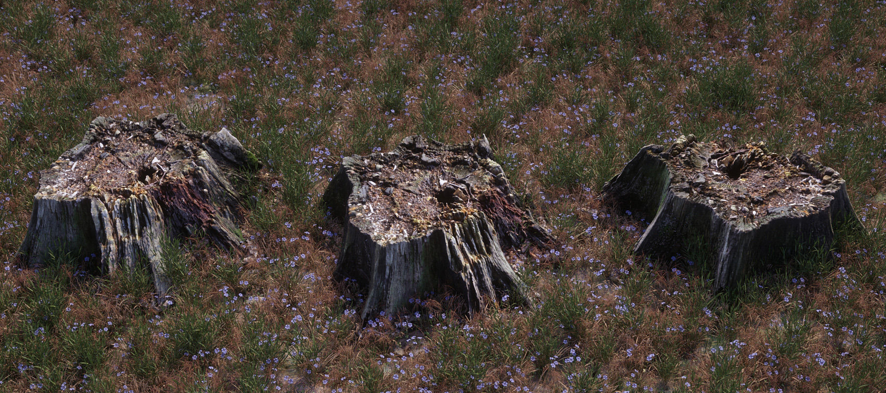 Five scanned old tree stump 3D models - Collection for CG  3D model_8