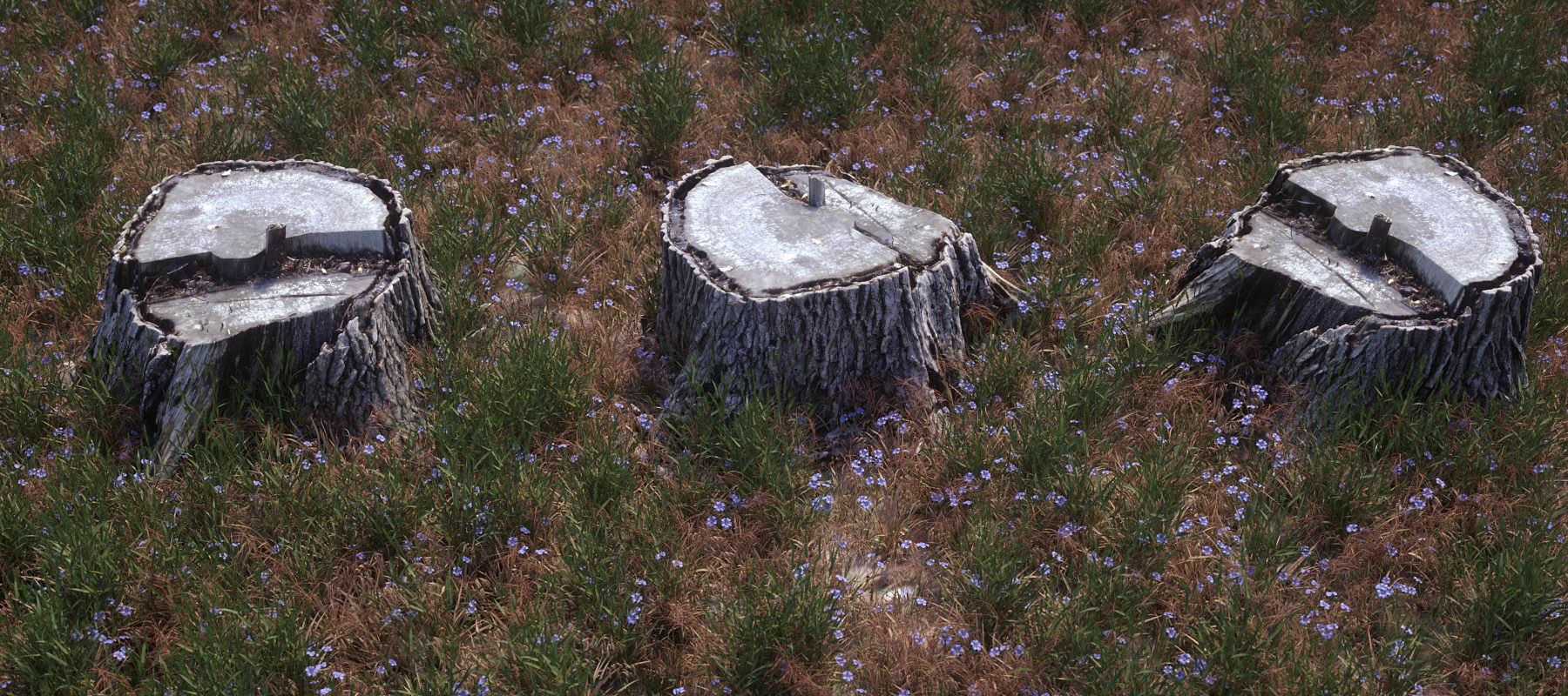 Five scanned old tree stump 3D models - Collection for CG  3D model_11