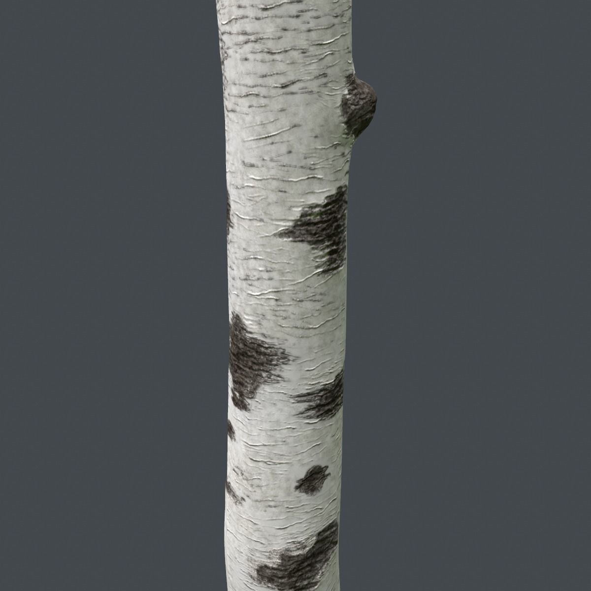 Birch Tree Trunk 3D model_8