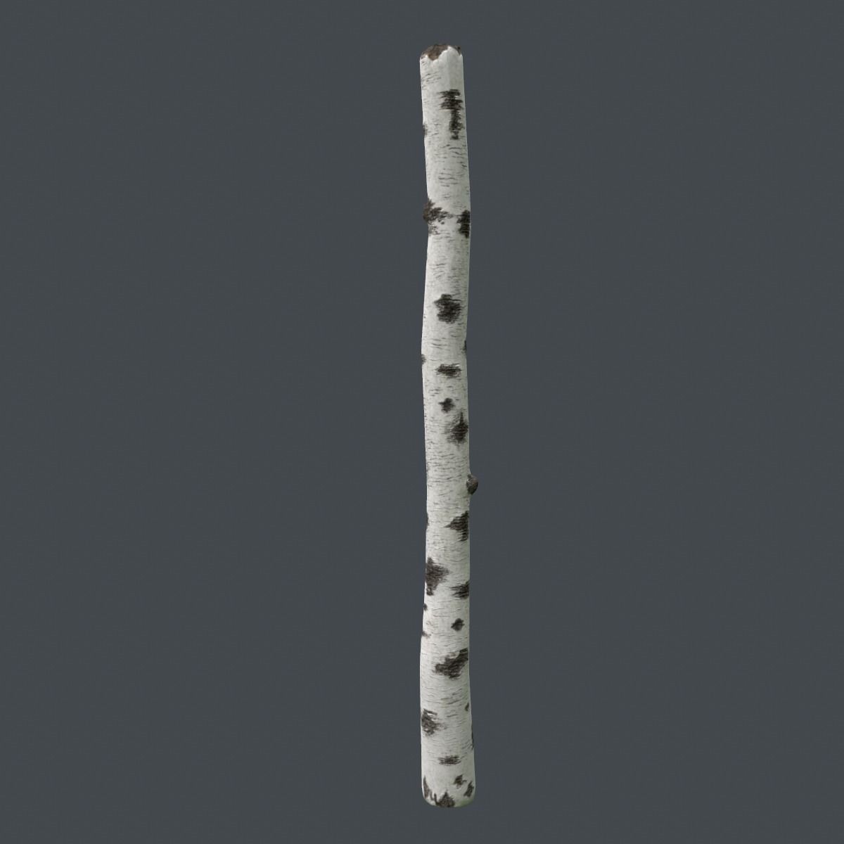 Birch Tree Trunk 3D model_1