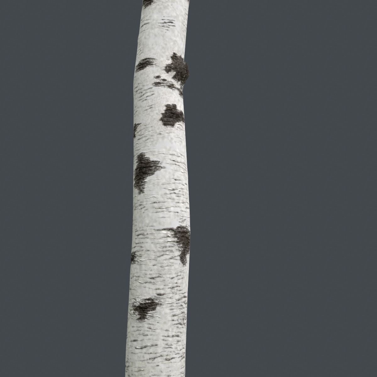 Birch Tree Trunk 3D model_6