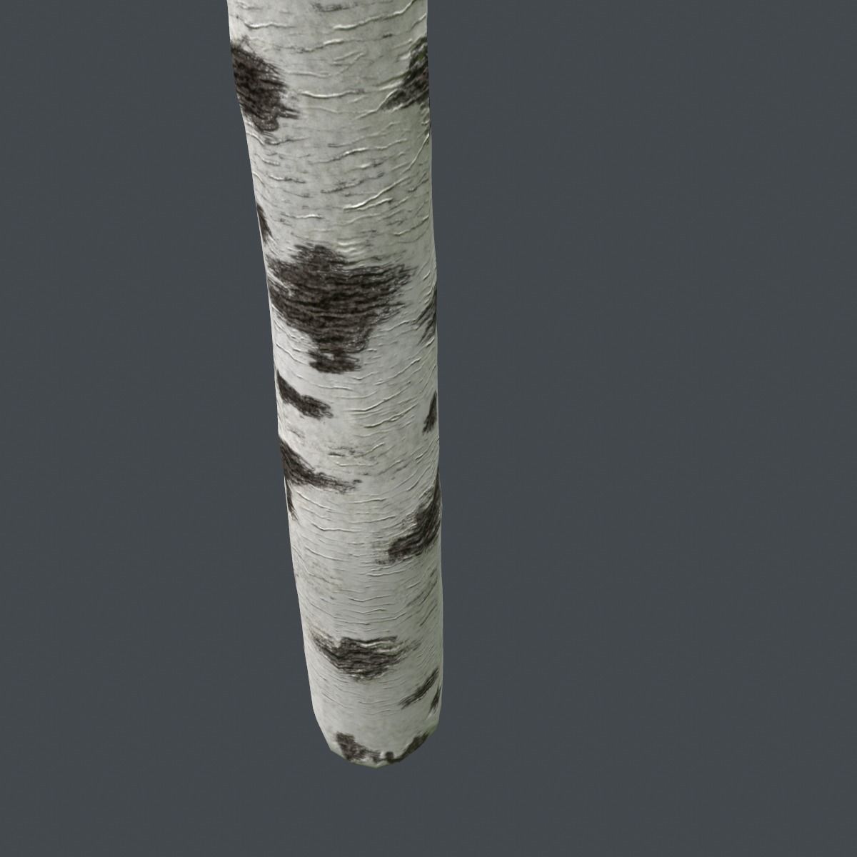 Birch Tree Trunk 3D model_7