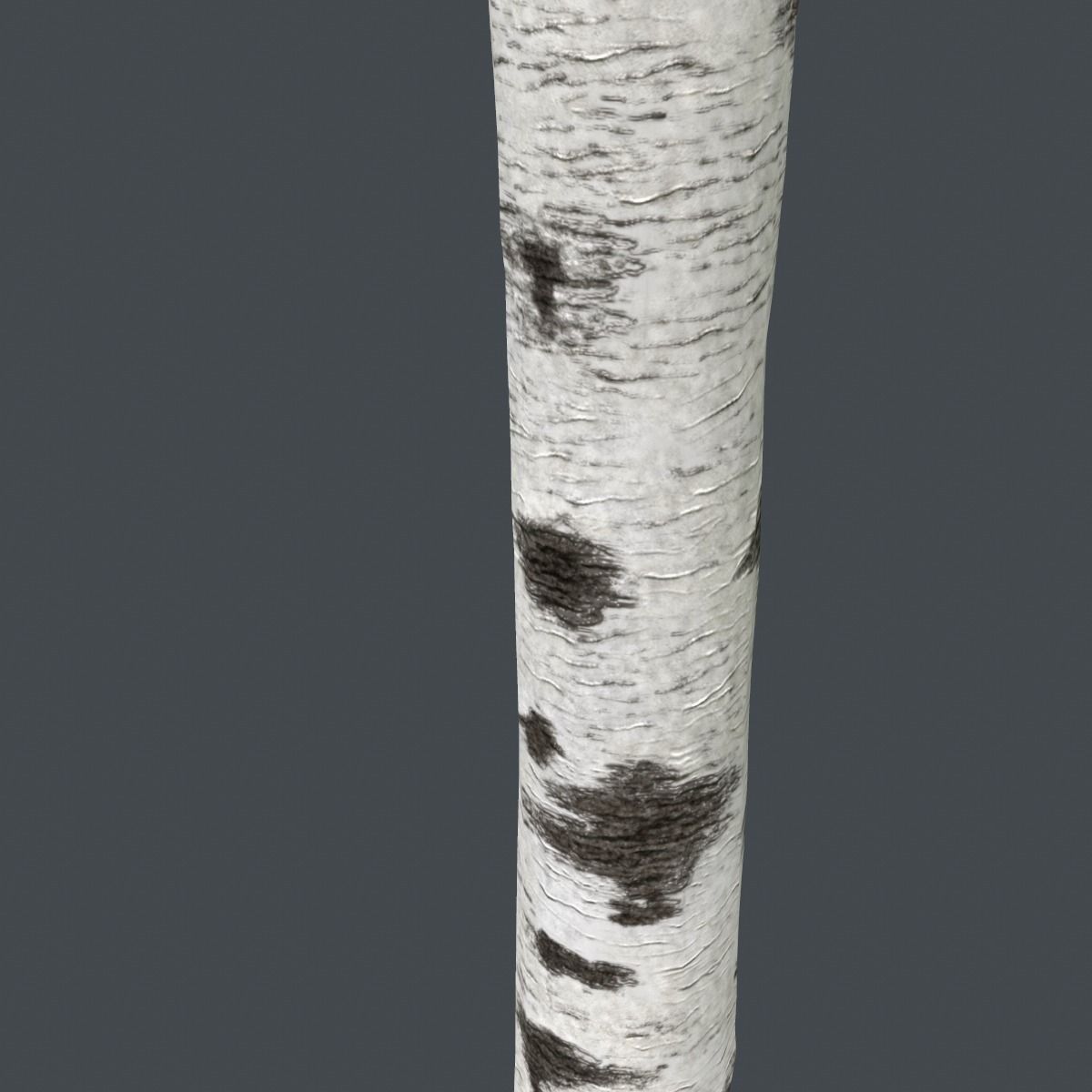 Birch Tree Trunk 3D model_4
