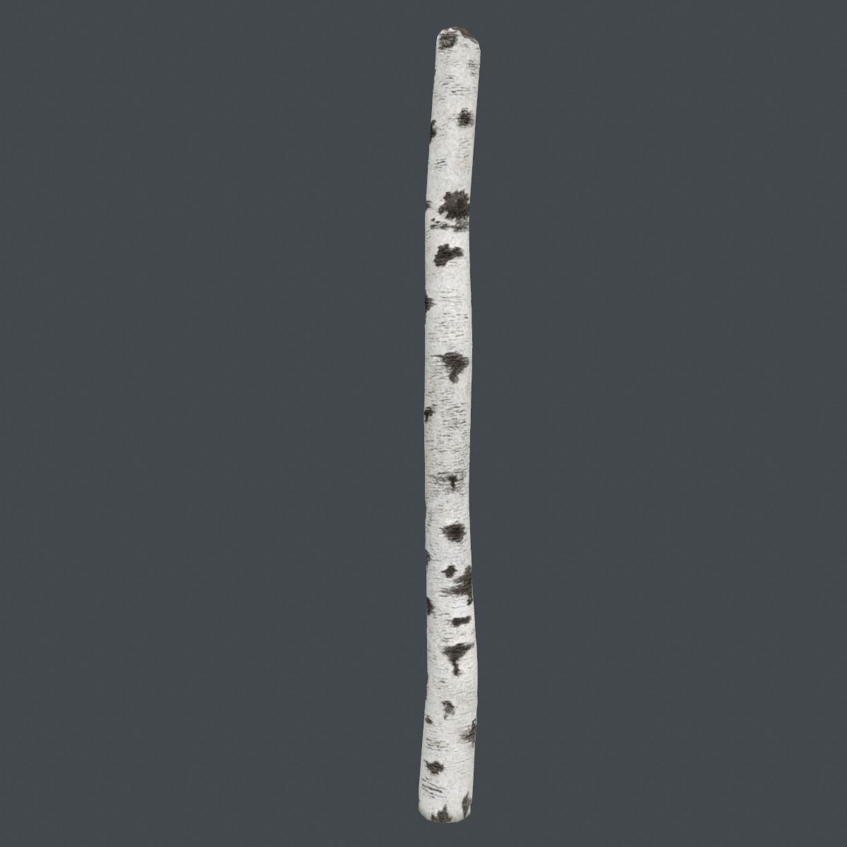 Birch Tree Trunk 3D model_2