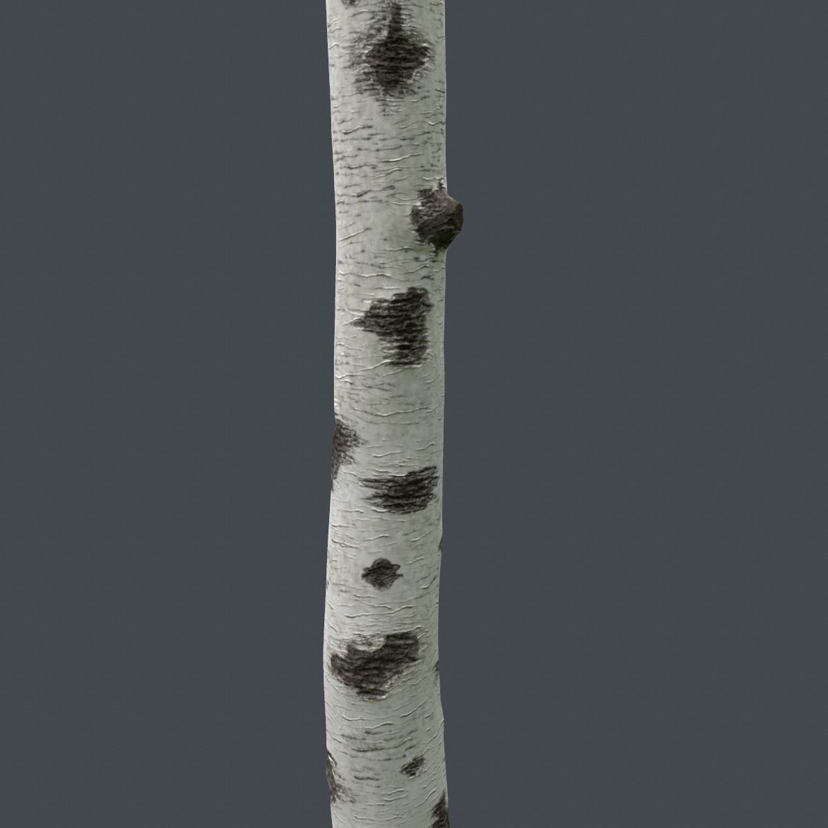 Birch Tree Trunk 3D model_3