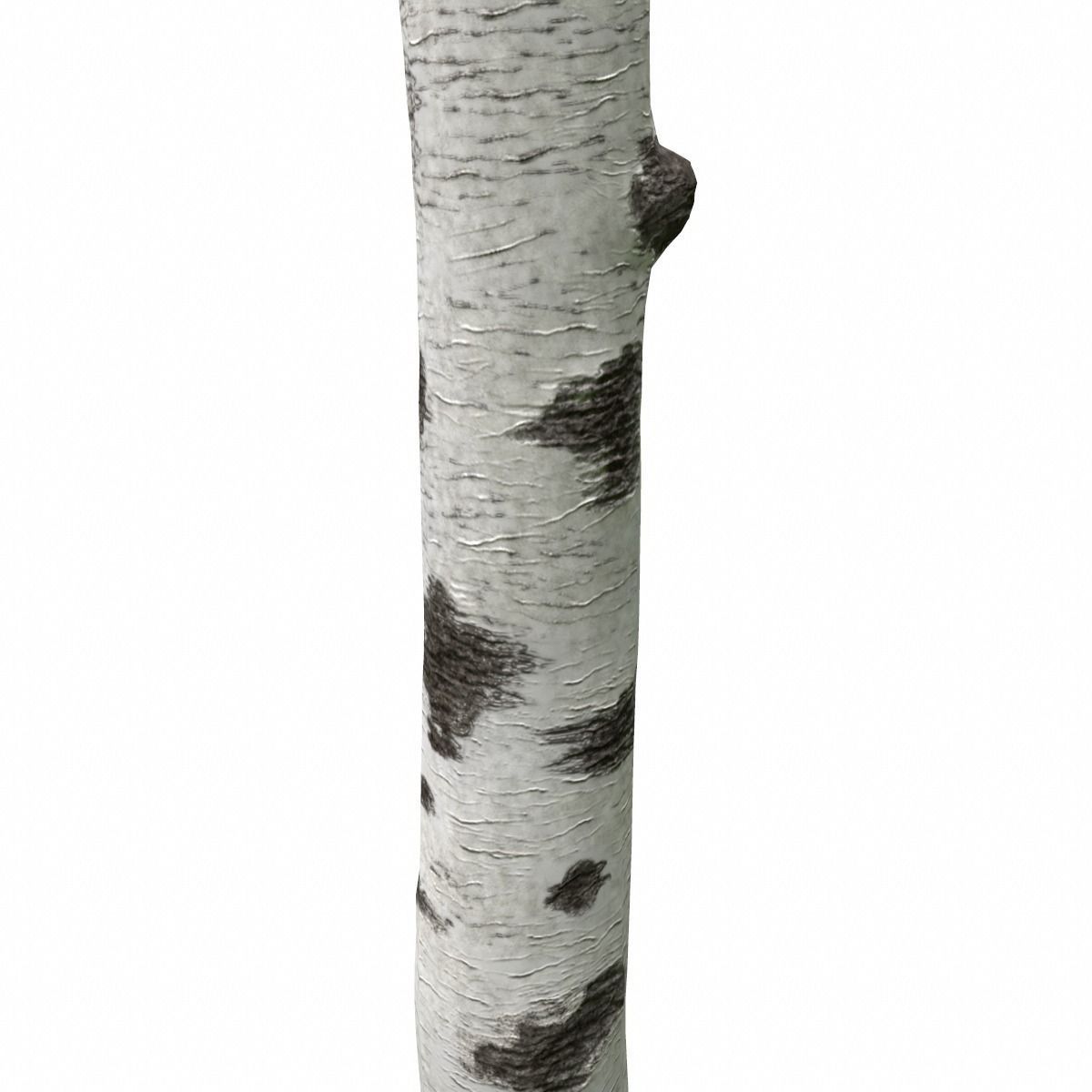 Birch Tree Trunk 3D model_0