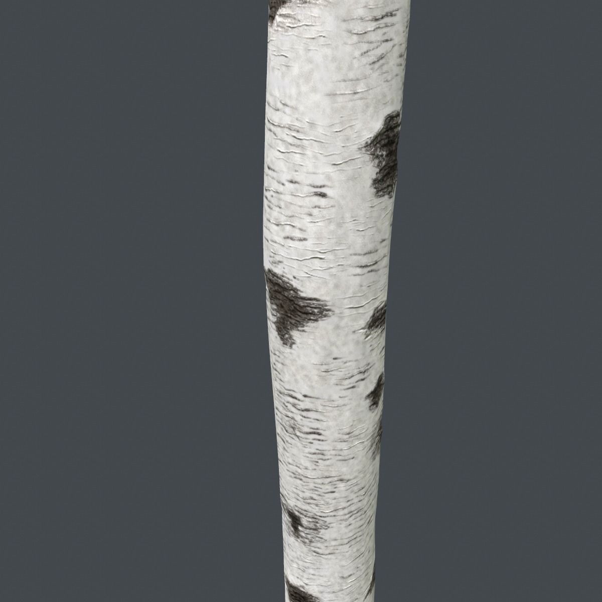Birch Tree Trunk 3D model_5