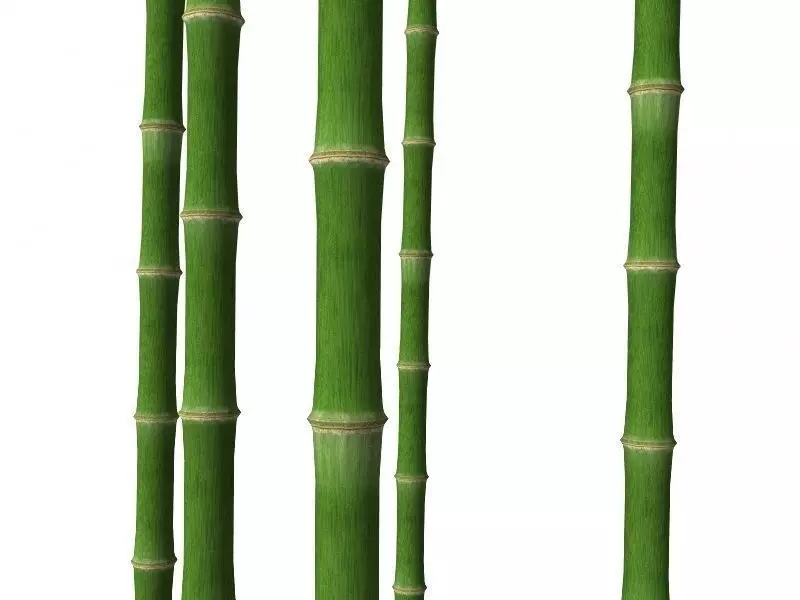 Bamboo trunk Low-poly 3D model_0