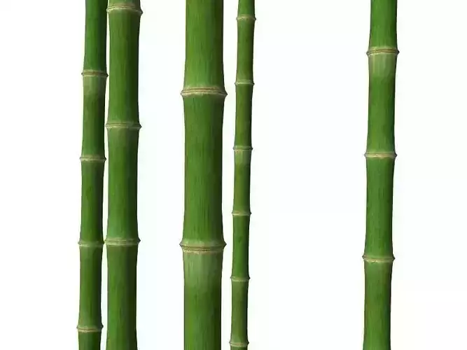 Bamboo trunk Low-poly 3D model