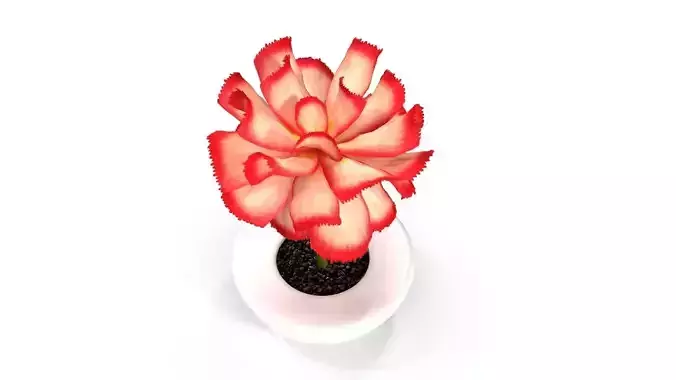 Pink Flower in White Pot
