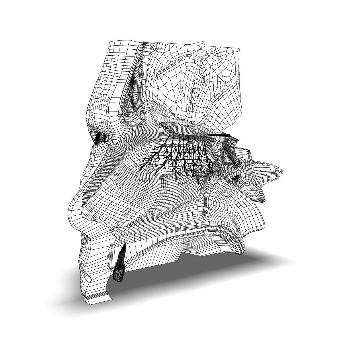 Human Nose Anatomy 3D model_3