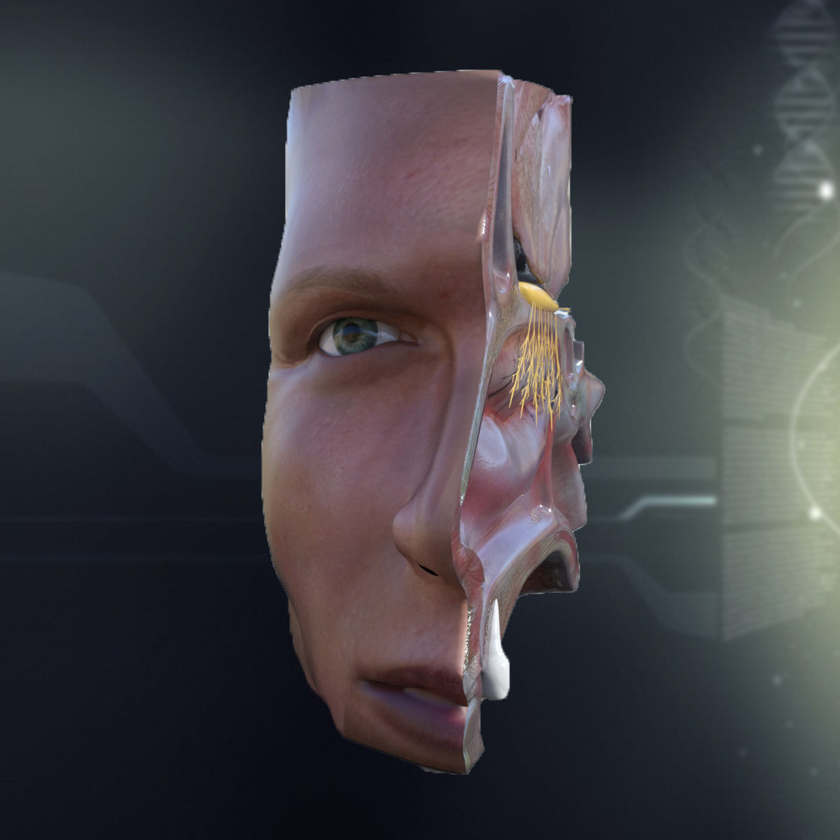 Human Nose Anatomy 3D model_2