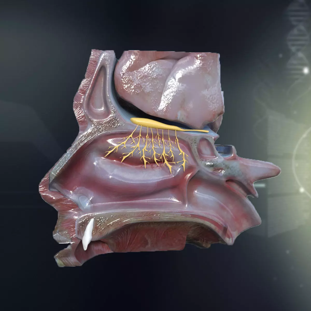 Human Nose Anatomy 3D model_0