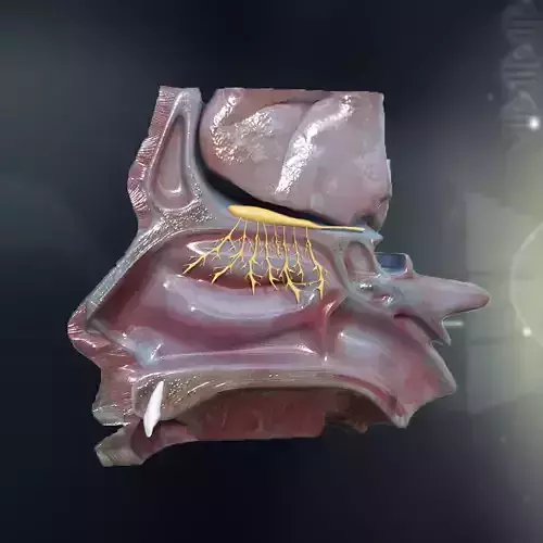 Human Nose Anatomy 3D model
