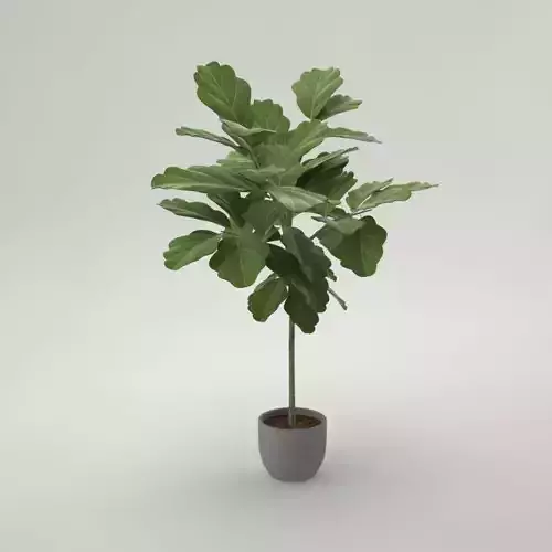 Pro - little Oak in Pot