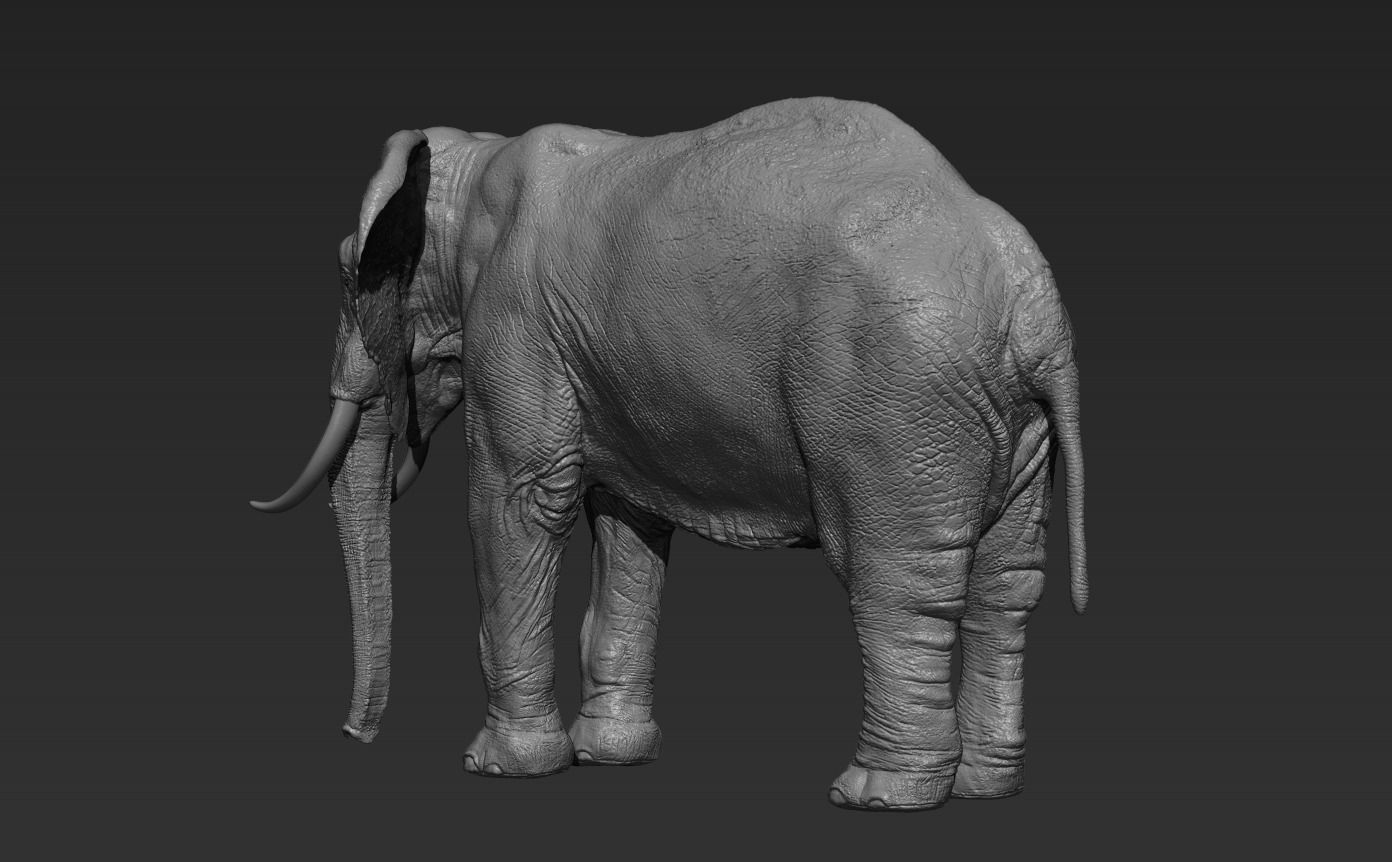 Elephant with tusks 3D model_2