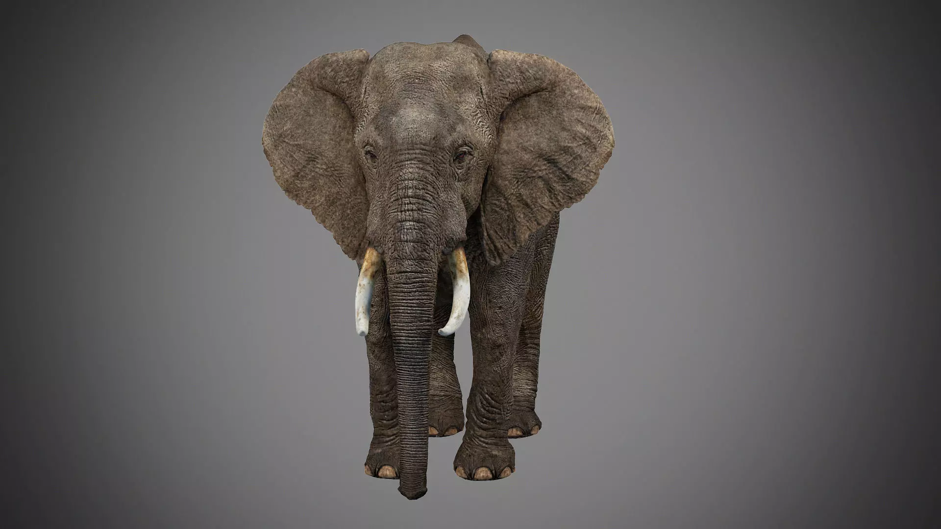 Elephant with tusks 3D model_0