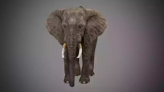 Elephant with tusks 3D model