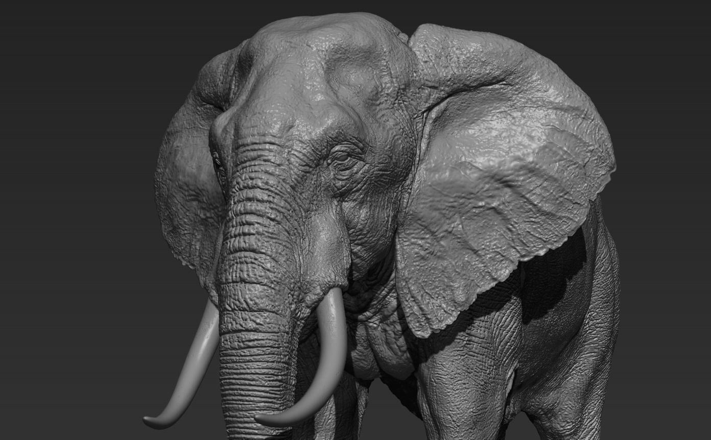 Elephant with tusks 3D model_16