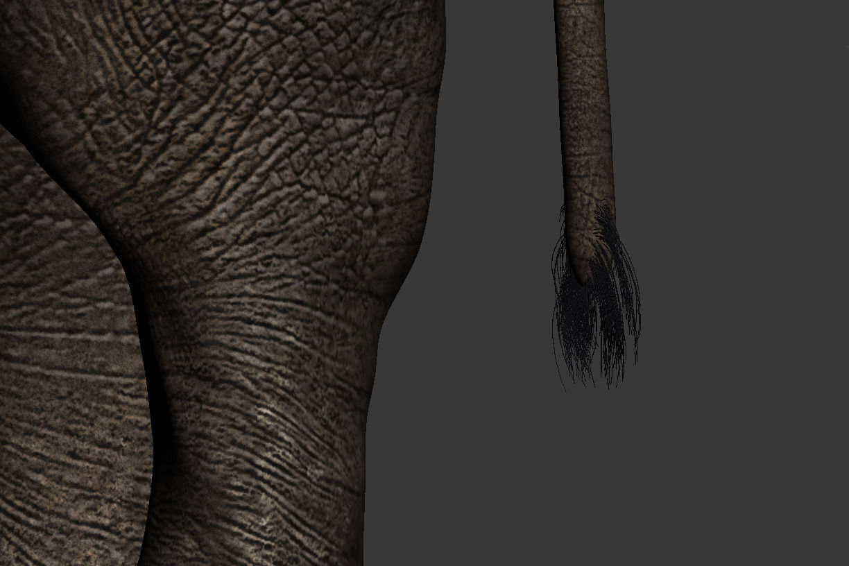 Elephant with tusks 3D model_6