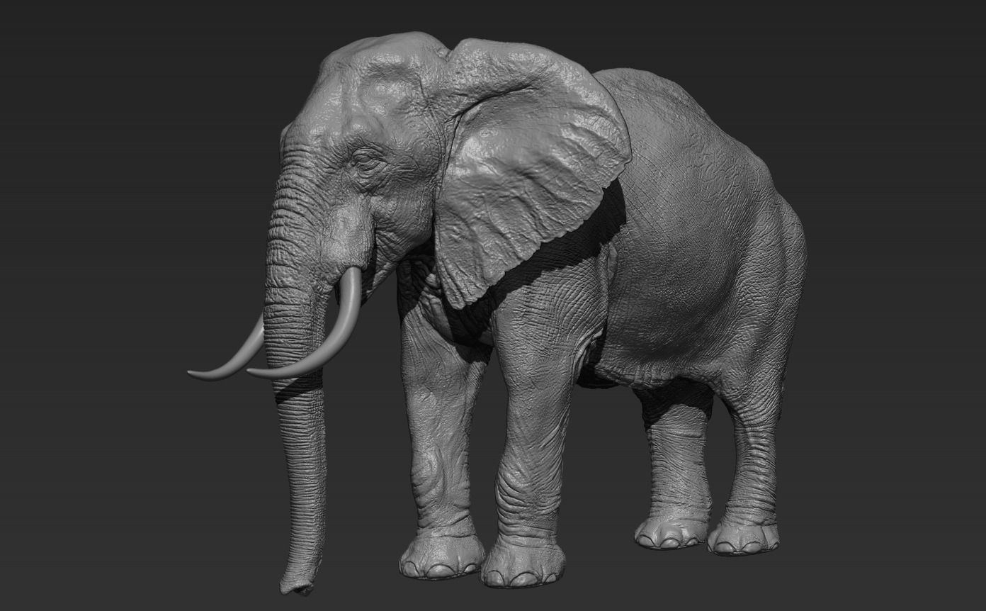 Elephant with tusks 3D model_3