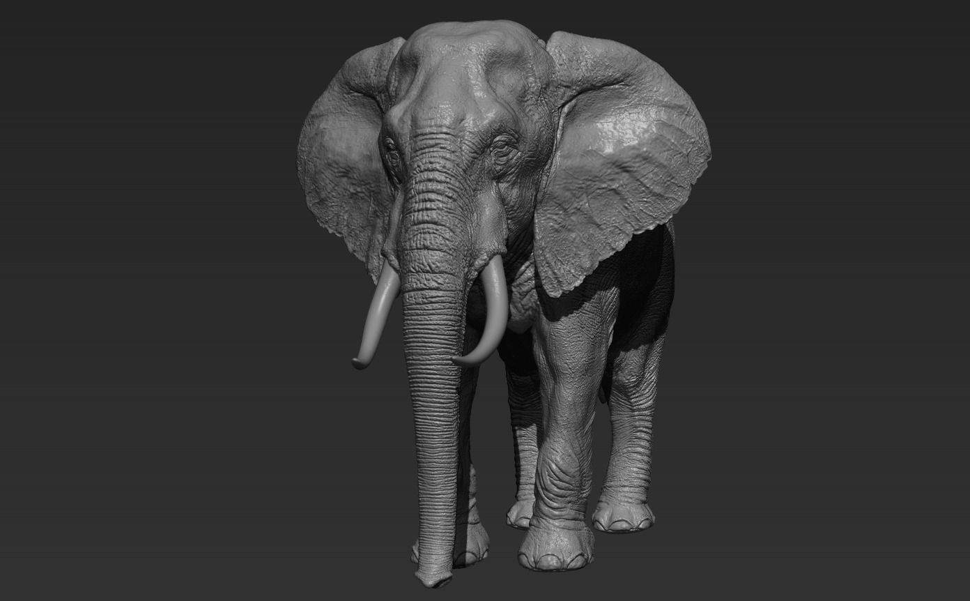 Elephant with tusks 3D model_1