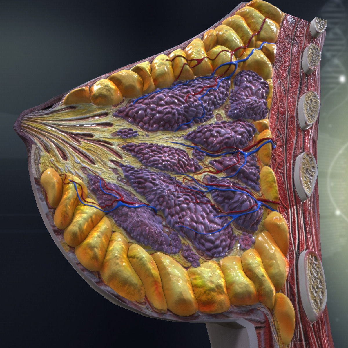 Human Female Breast Anatomy 3D model_1